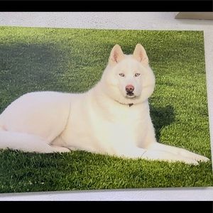 Meet your Posher, Lexie